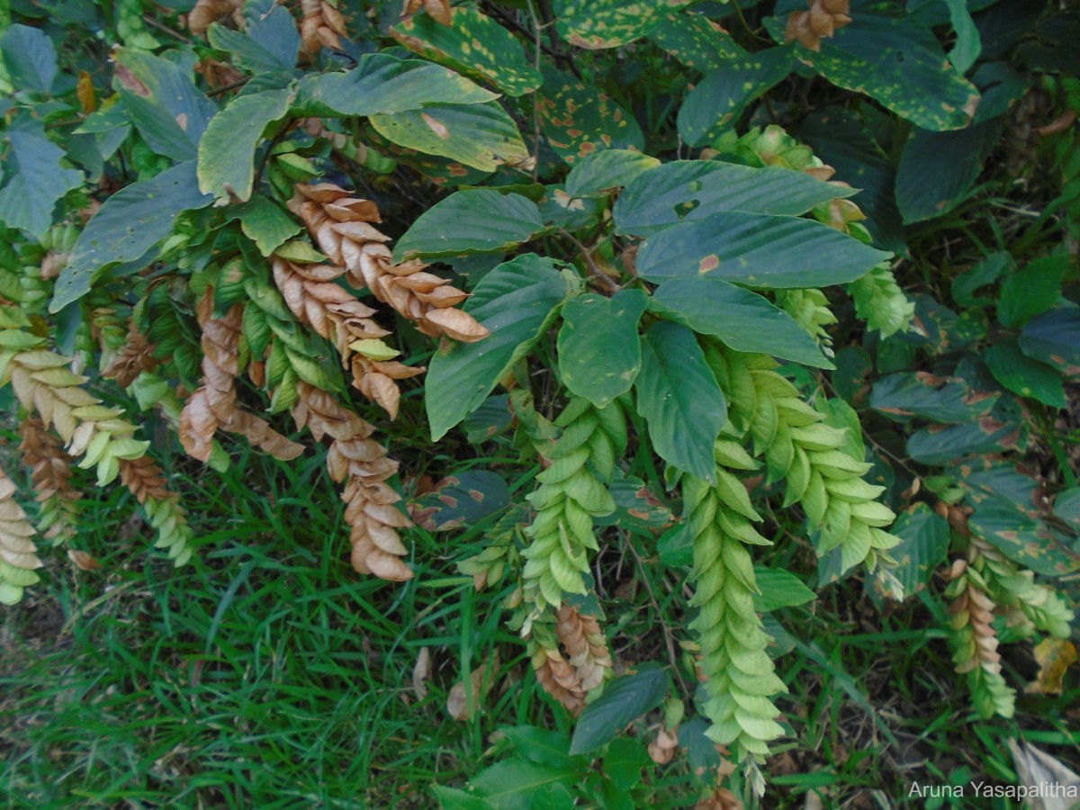 Flemingia strobilifera (L.) W.T.Aiton